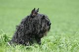 BOUVIER DES FLANDRES 373